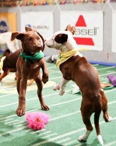 Puppy Bowl XI (2015)